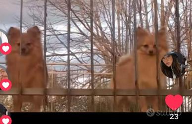 Volpini di Pomerania 3 Femmine