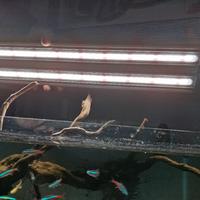 LAMPADA A LED X ACQUARIO 