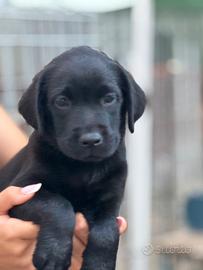 Labrador retriever cucciola