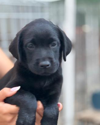 Labrador retriever cucciola