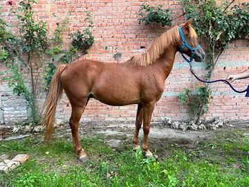 Cavallo
