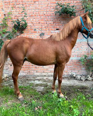 Cavallo