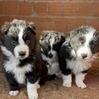 Cuccioli di border collie
