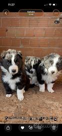 Cuccioli di border collie