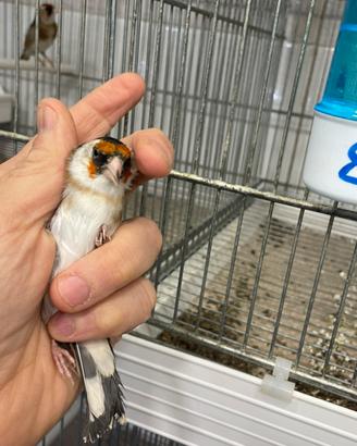 Cardellino femmina 2025