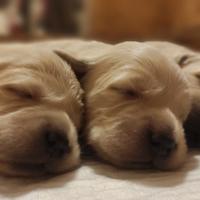 Cuccioli Golden retriever