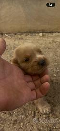 Cuccioli di Cocker