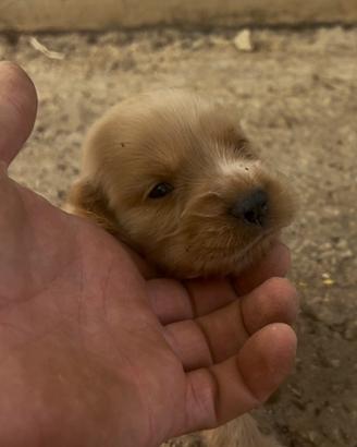 Cuccioli di Cocker