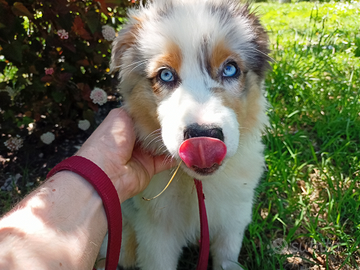 Cuccioli di pastore australiano con pedigree