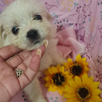 Maltipoo white