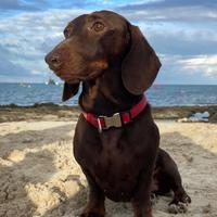 Bassotto nano maschio per monte