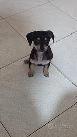 Chiuahua