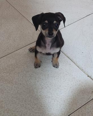 Chiuahua