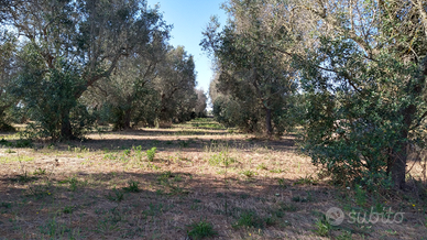 Uliveto / terreno 28 are in agro di Muro Leccese