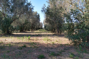 Uliveto / terreno 28 are in agro di Muro Leccese