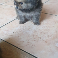 Spitz pomerania con pedigree enci