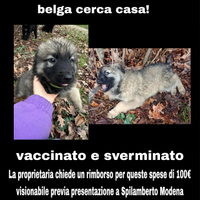 Cucciolo pastore belga 2 mesi