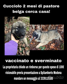 Cucciolo pastore belga 2 mesi