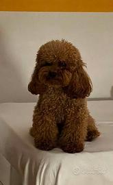 Teddy disponibile per monta