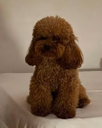 Teddy disponibile per monta