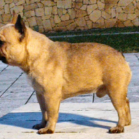 Bouldogue francese linee campioni.utaliani