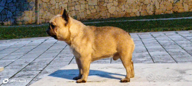Bouldogue francese linee campioni.utaliani