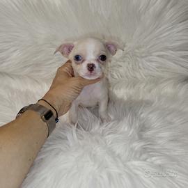 Chihuahua Toy bianco isabella merle eterocromia 