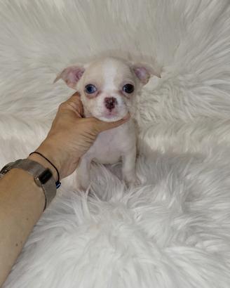 Chihuahua Toy bianco isabella merle eterocromia 