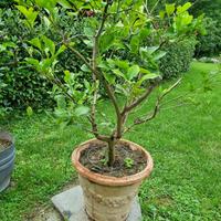 Limoni