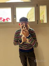 Cucciola di Cavalier King 🎀