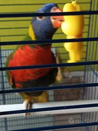 Pappagallo Lory Arcobaleno
