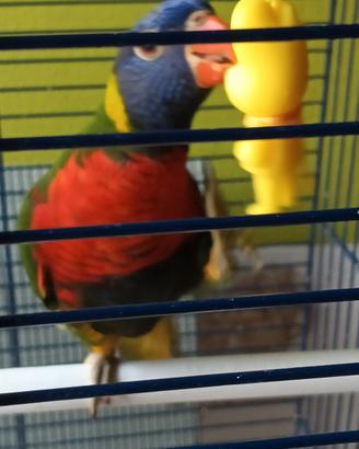 Pappagallo Lory Arcobaleno