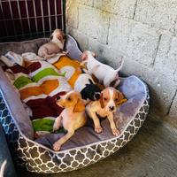 Cuccioli di POINTER inglese