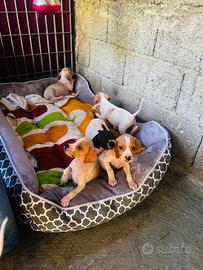 Cuccioli di POINTER inglese