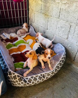 Cuccioli di POINTER inglese