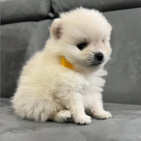 Spitz nano pomerania