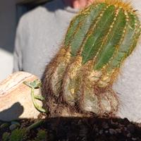 Cactacea antica (pianta)