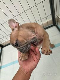 Bull dog francese 