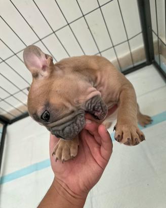 Bull dog francese 