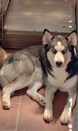Cuccioli Siberian Husky