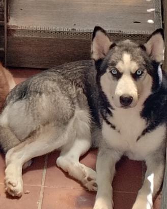 Cuccioli Siberian Husky
