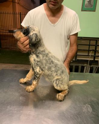 Setter inglesi