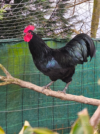 Galli razza australorp