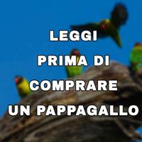 Pappagallo