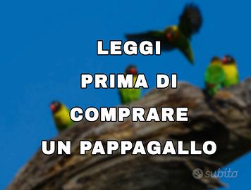 Pappagallo