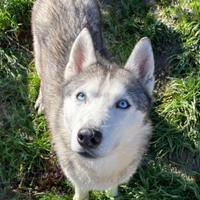 Husky pedigree Encii