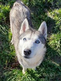 Husky pedigree Encii