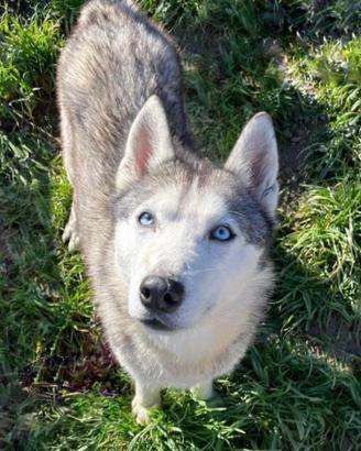 Husky pedigree Encii