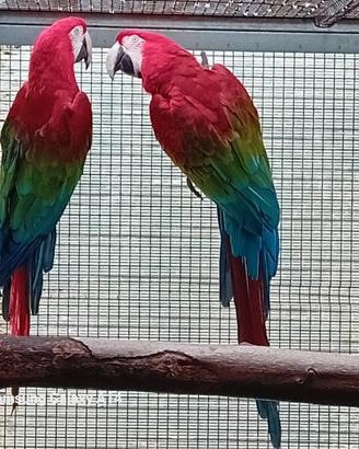 Ara rosso ed altri pappagalli
