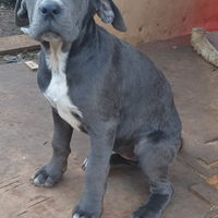 Cuccioli di Cane Corso